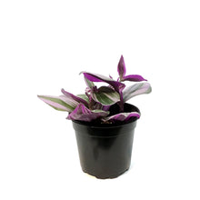 Load image into Gallery viewer, Tradescantia, 4in,Bubblegum
