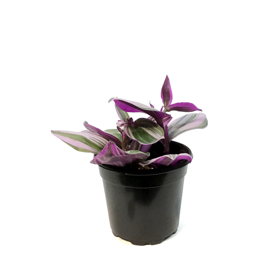 Tradescantia, 4in,Bubblegum