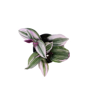 Tradescantia, 4in,Bubblegum