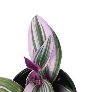 Tradescantia, 4in,Bubblegum