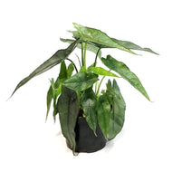 Alocasia, 6in, Dragon's Breath