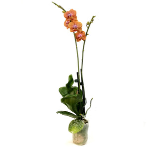 Orchid, 3.5in, Phalaenopsis Single Spike Orange