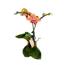 Load image into Gallery viewer, Orchid, 3.5in, Phalaenopsis Single Spike Orange
