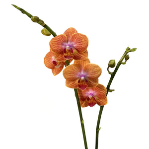 Orchid, 3.5in, Phalaenopsis Single Spike Orange