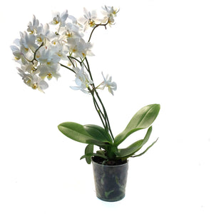 Orchid, 3.5in, Piccola Wild