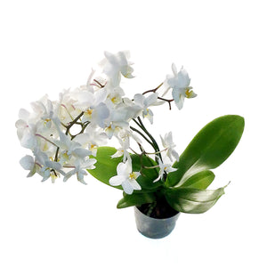 Orchid, 3.5in, Piccola Wild