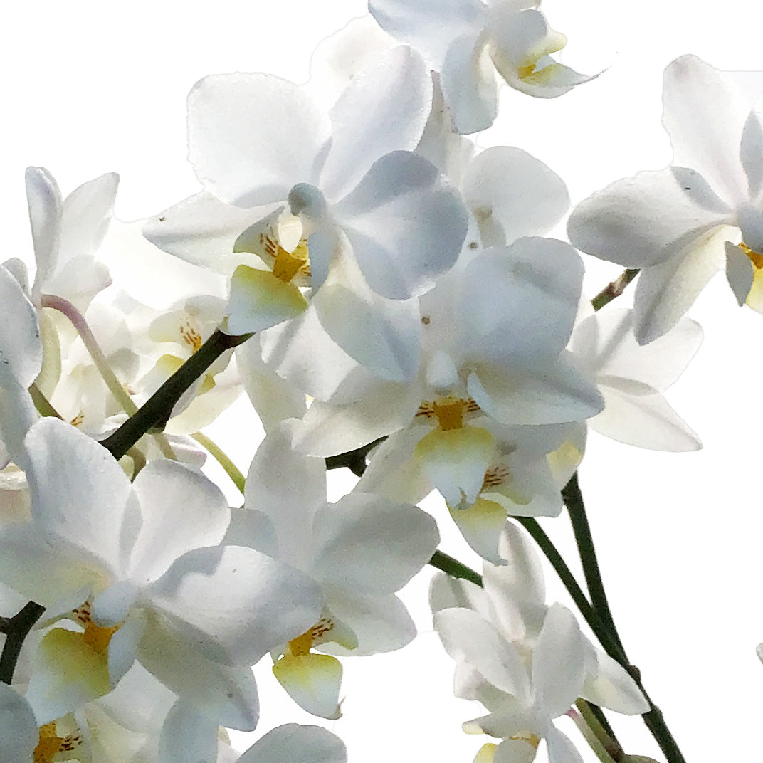 Orchid, 3.5in, Piccola Wild – Floral Acres Greenhouse & Garden Centre