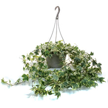 Load image into Gallery viewer, Ivy, 10in Hanging Basket,
