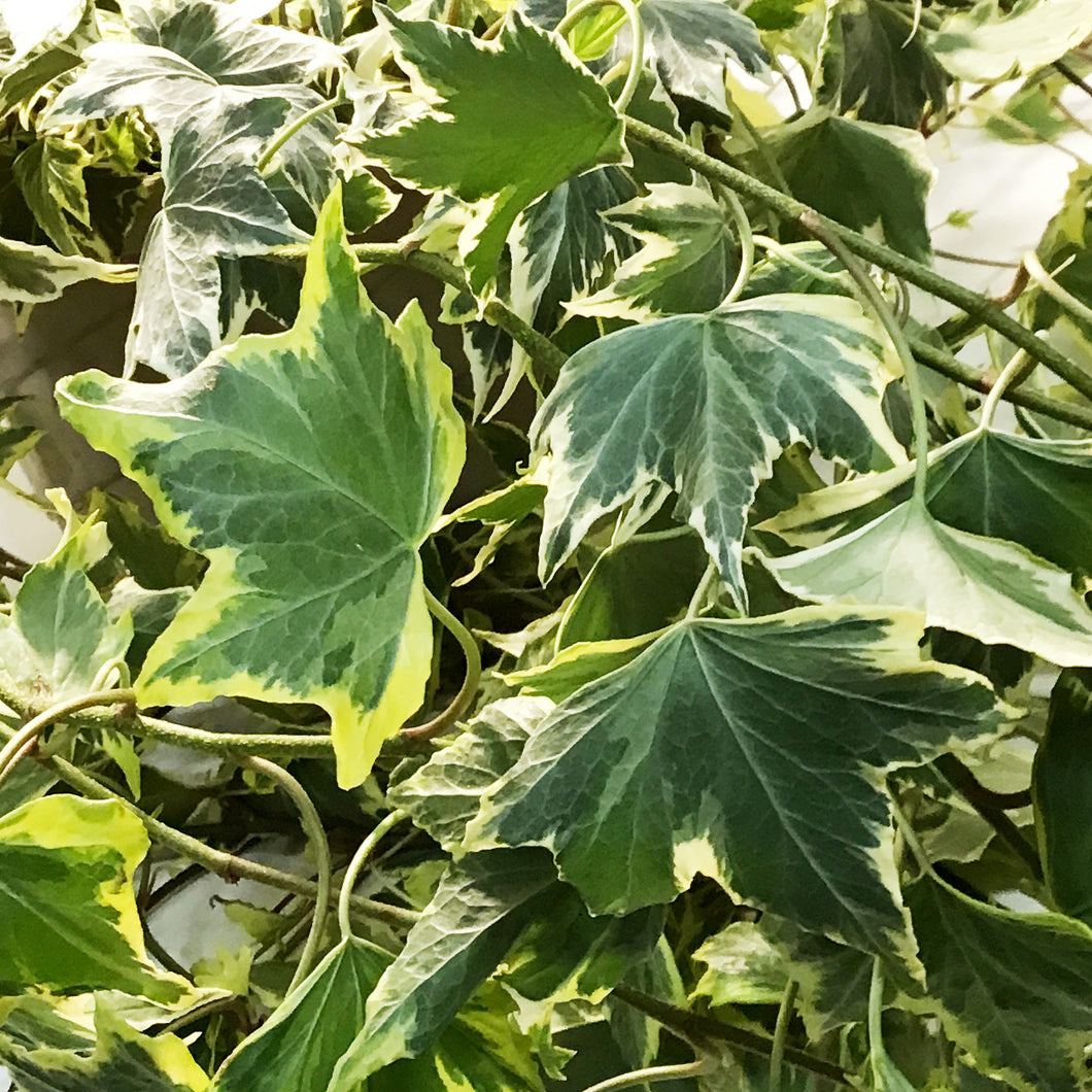 Ivy, 10in Hanging Basket,