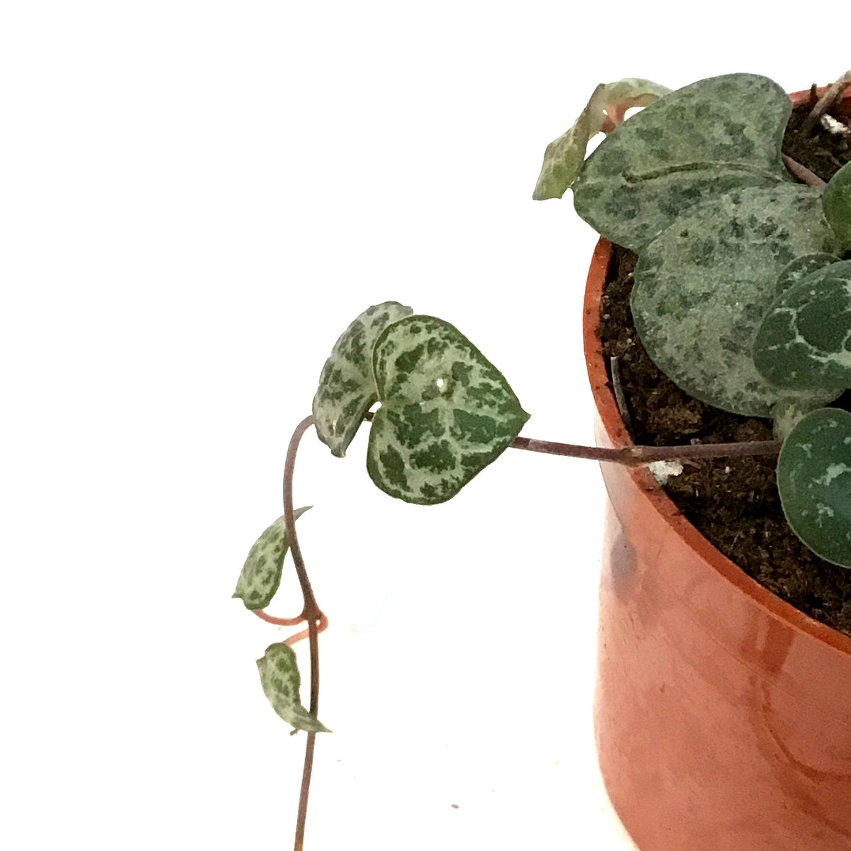 String of Hearts, 2.5in,