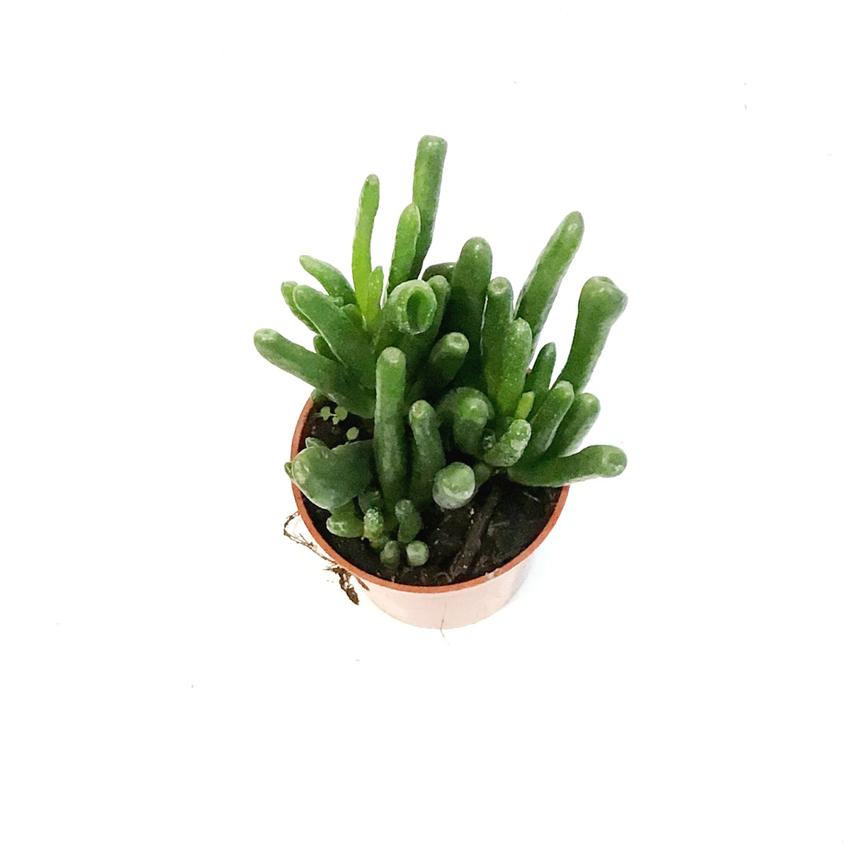 Succulent, 2.5in, Jade Ovata Shrek