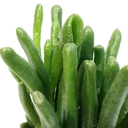 Succulent, 2.5in, Jade Ovata Shrek
