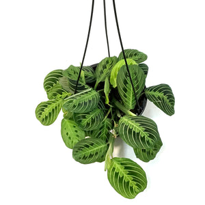 Maranta, 8in,Lime, HB