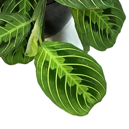 Maranta, 8in,Lime, HB