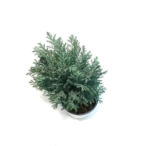 Cypress, 4in, Moonlit