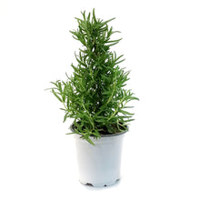 Load image into Gallery viewer, Rosemary, 4in, Tree
