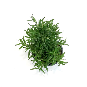 Rosemary, 4in, Tree