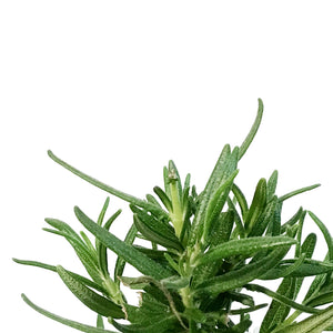 Rosemary, 4in, Tree