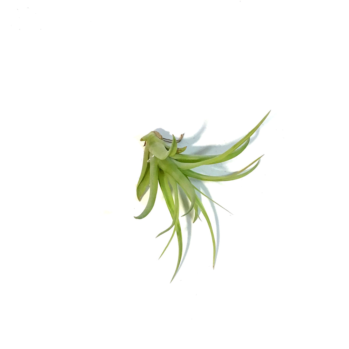Tillandsia Brachycaulous Multiflora