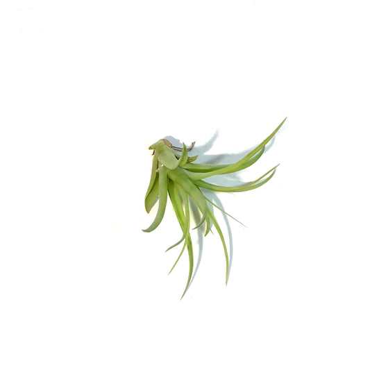 Tillandsia Brachycaulous Multiflora