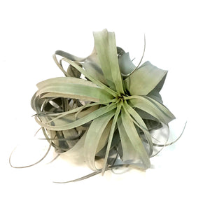 Tillandsia Xerographica