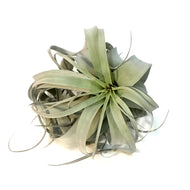 Tillandsia Xerographica