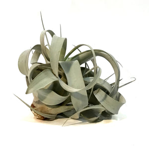 Tillandsia Xerographica