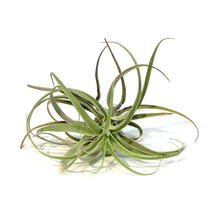 Load image into Gallery viewer, Tillandsia Cacticola
