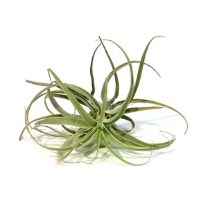 Tillandsia Cacticola