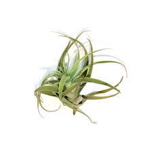 Load image into Gallery viewer, Tillandsia Cacticola
