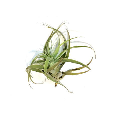 Tillandsia Cacticola