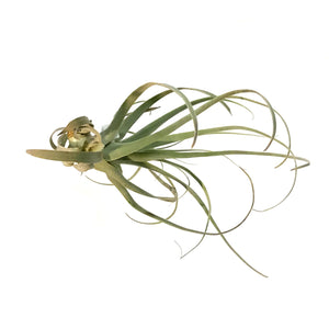 Tillandsia Straminea, 6"ht.