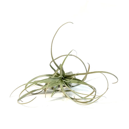 Tillandsia Straminea, 6"ht.