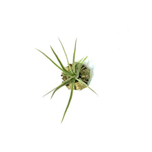 Load image into Gallery viewer, Tillandsia Green Jellyfish, Small
