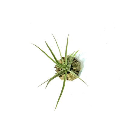 Tillandsia Green Jellyfish, Small