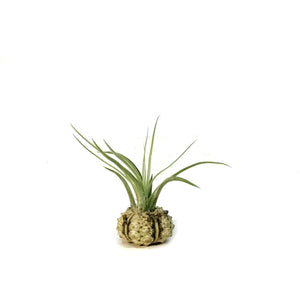 Tillandsia Green Jellyfish, Small