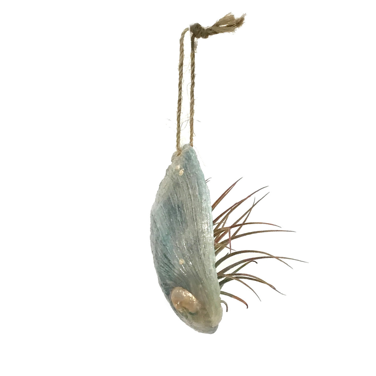 Blue Tiger Sheep's Ear Abalone