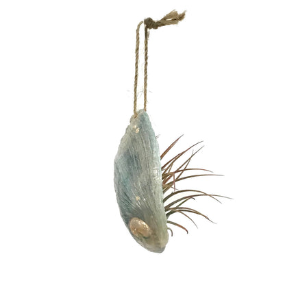 Blue Tiger Sheep's Ear Abalone