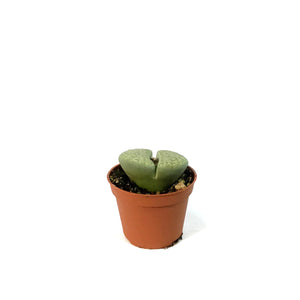 Succulent, 2in, Lithops Marmorata