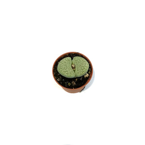 Succulent, 2in, Lithops Marmorata