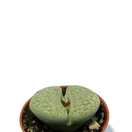 Succulent, 2in, Lithops Marmorata