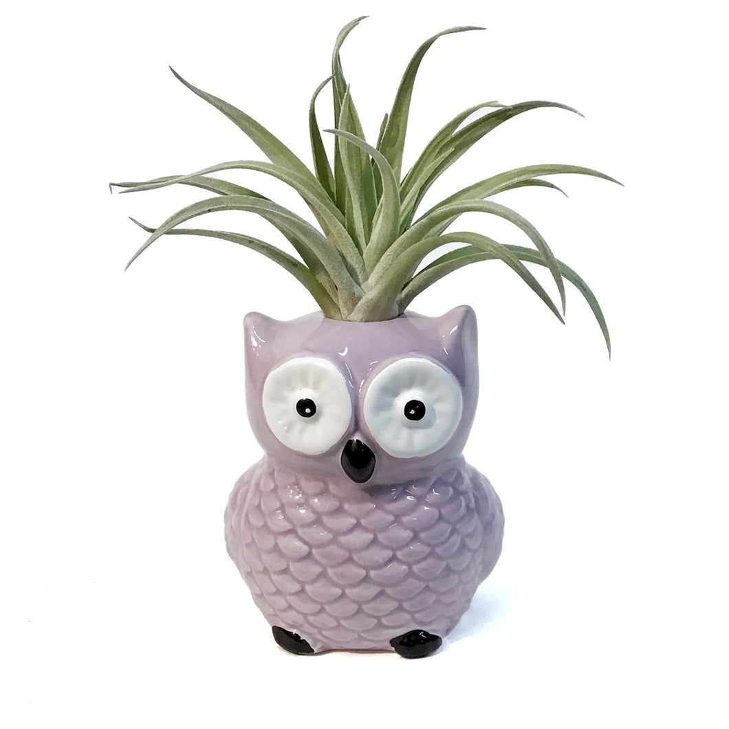 Tillandsia With Owl Pot