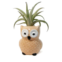 Load image into Gallery viewer, Tillandsia With Owl Pot
