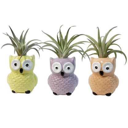 Tillandsia With Owl Pot