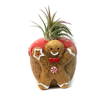 Load image into Gallery viewer, Tillandsia With Gingerbread Pot
