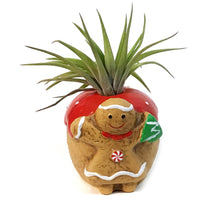 Load image into Gallery viewer, Tillandsia With Gingerbread Pot
