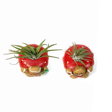 Load image into Gallery viewer, Tillandsia With Gingerbread Pot
