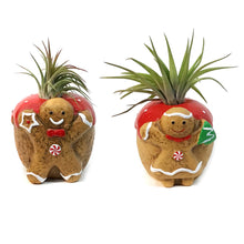 Load image into Gallery viewer, Tillandsia With Gingerbread Pot
