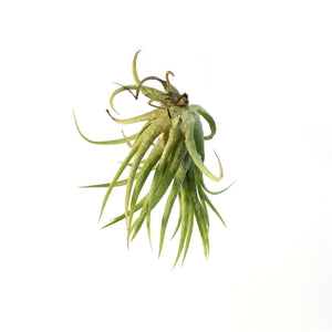 Tillandsia Ionantha Mexican