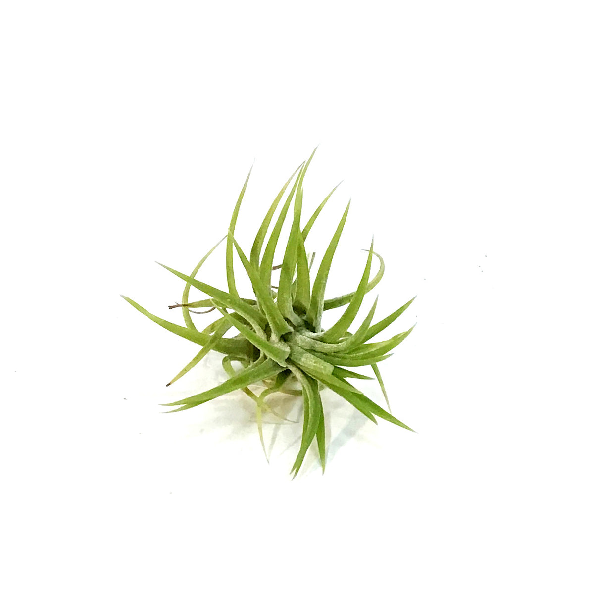 Tillandsia Ionantha Mexican